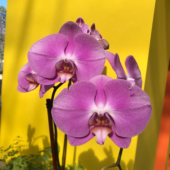 Meet your Posher, Jules - Picture 1 of 1